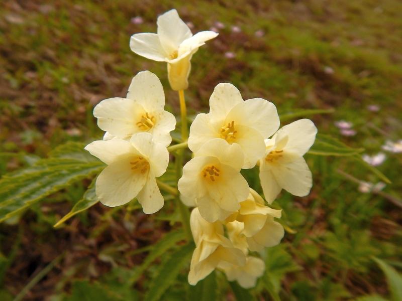 Cardamine kitaibelii / Dentaria di Kitaibel